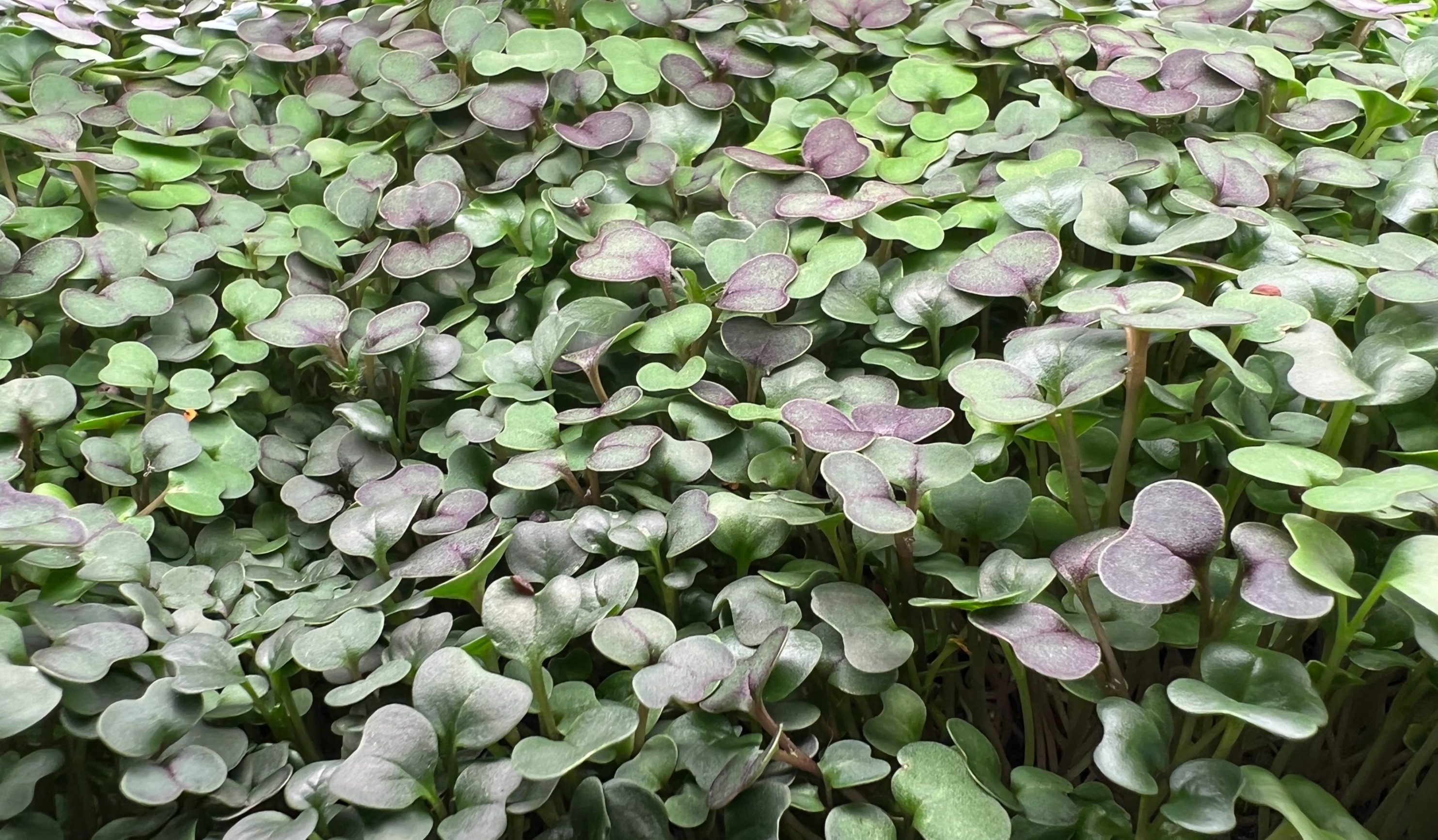 Microgreens